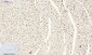 Bcl-6 Polyclonal Antibody
